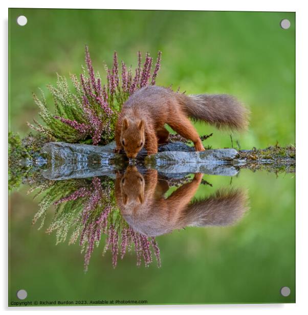 A Red Squirrel Drinking Acrylic by Richard Burdon