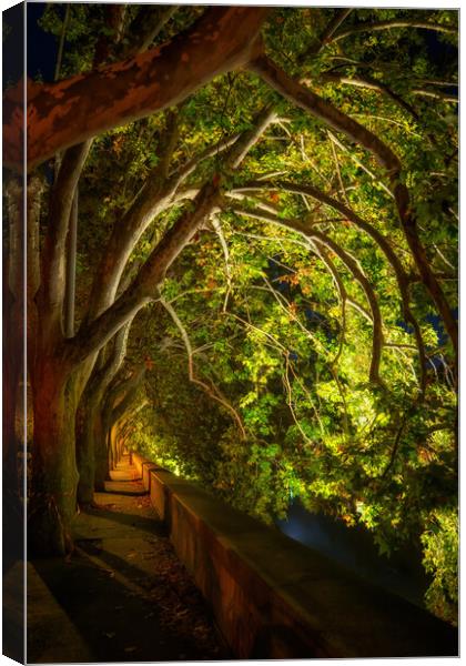 Trees Canopy At Riverside Alley By Night Canvas Print by Artur Bogacki