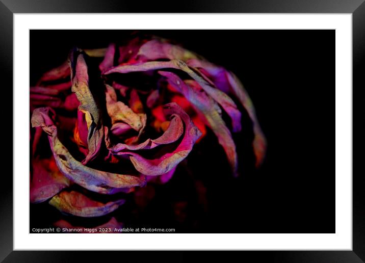Fragrant Fragility Framed Mounted Print by Shannon Higgs