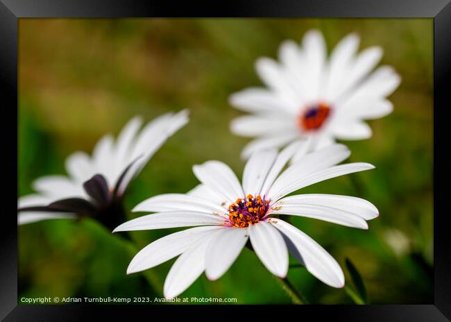 Windswept marguerite daisy (Ursinia anthemoides) Framed Print by Adrian Turnbull-Kemp