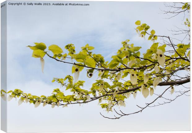 Branch of a pocket handkerchief tree against the sky Canvas Print by Sally Wallis