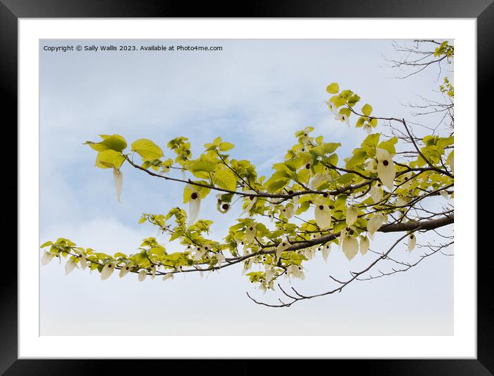 Branch of a pocket handkerchief tree against the sky Framed Mounted Print by Sally Wallis