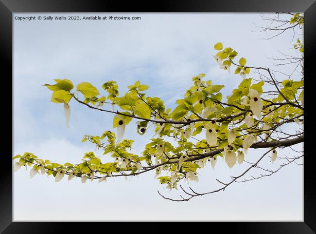 Branch of a pocket handkerchief tree against the sky Framed Print by Sally Wallis