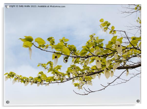 Branch of a pocket handkerchief tree against the sky Acrylic by Sally Wallis