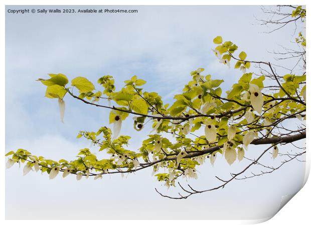 Branch of a pocket handkerchief tree against the sky Print by Sally Wallis