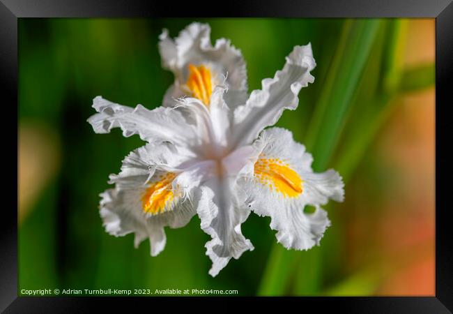 Fringed iris (Iris japonica). Framed Print by Adrian Turnbull-Kemp