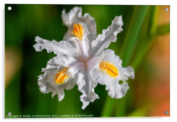 Fringed iris (Iris japonica). Acrylic by Adrian Turnbull-Kemp