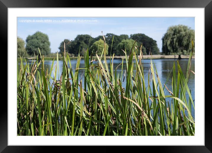 Reed beds starting to die Framed Mounted Print by Kevin White