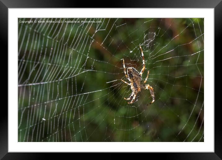 European garden spider Framed Mounted Print by Kevin White
