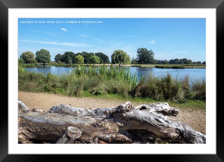 Resting log next to Heron pond in Bushy Park Framed Mounted Print by Kevin White