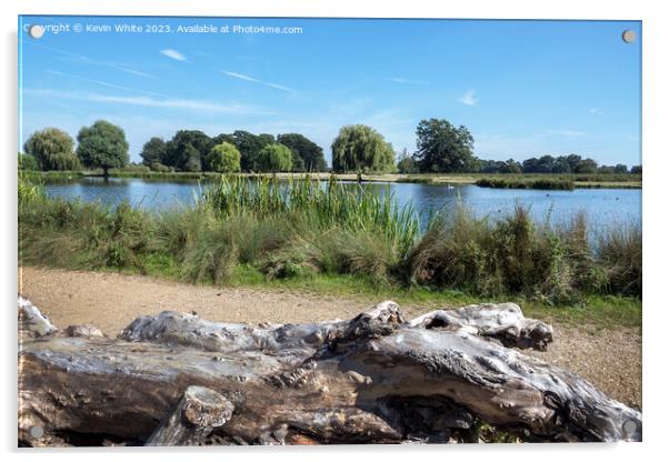 Resting log next to Heron pond in Bushy Park Acrylic by Kevin White