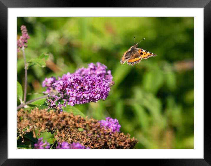 Botanical Elegance Close-Up Framed Mounted Print by Colin Allen