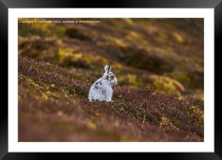 Molting Mountain Hare Framed Mounted Print by Karl Weller