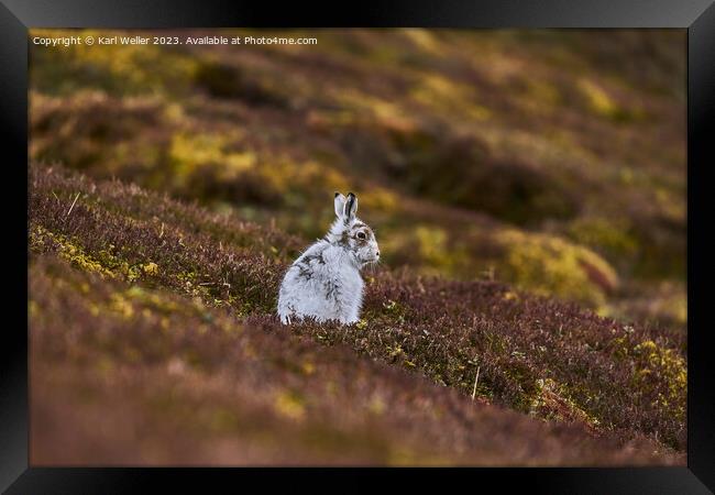 Molting Mountain Hare Framed Print by Karl Weller