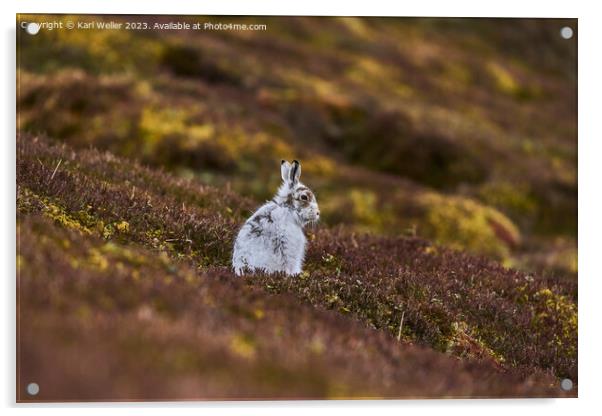 Molting Mountain Hare Acrylic by Karl Weller