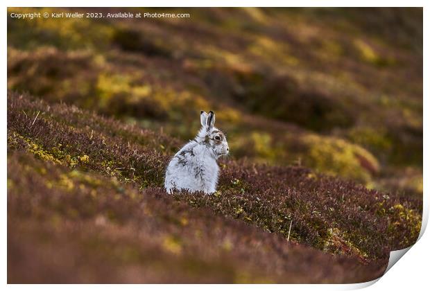 Molting Mountain Hare Print by Karl Weller