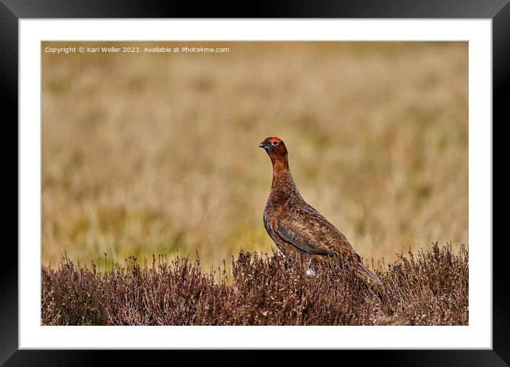 The Famous Grouse Framed Mounted Print by Karl Weller