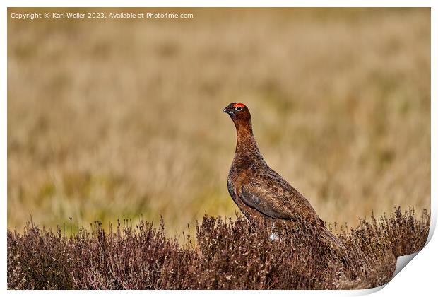 The Famous Grouse Print by Karl Weller