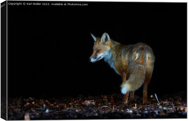 Nocturnal fox Canvas Print by Karl Weller