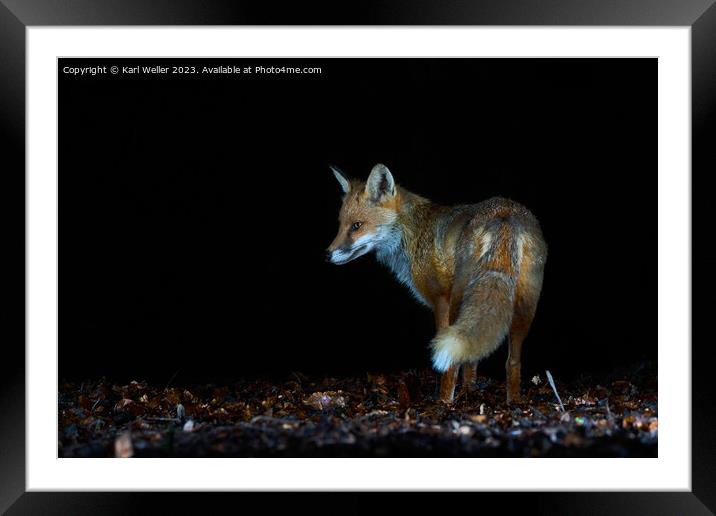 Nocturnal fox Framed Mounted Print by Karl Weller