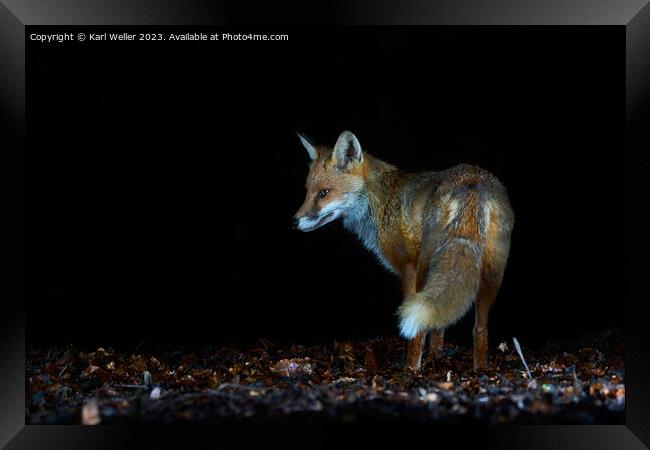 Nocturnal fox Framed Print by Karl Weller