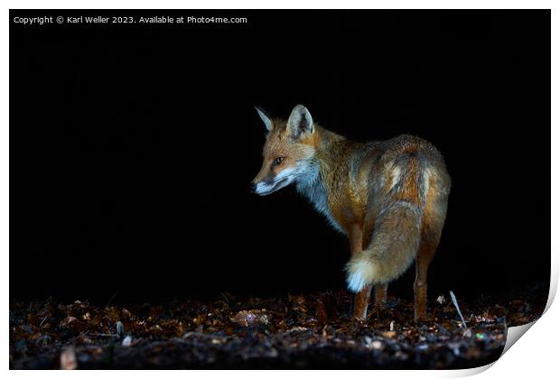 Nocturnal fox Print by Karl Weller
