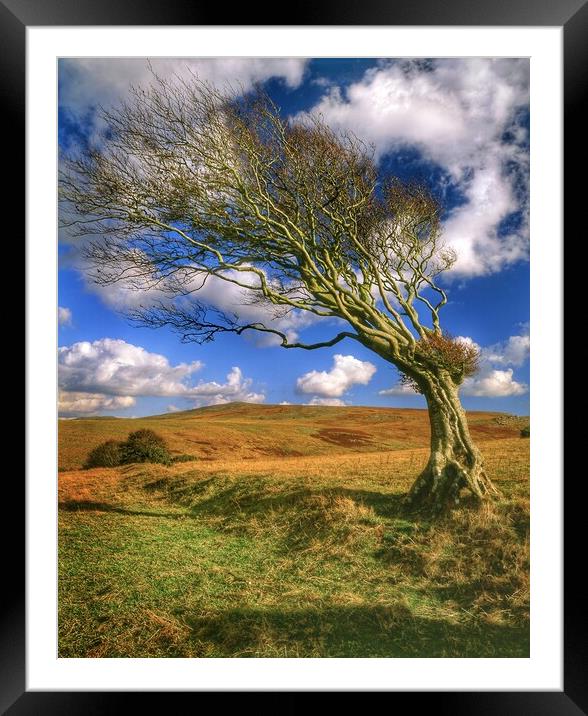 Hawthorn Tree on Dartmoor  Framed Mounted Print by Darren Galpin