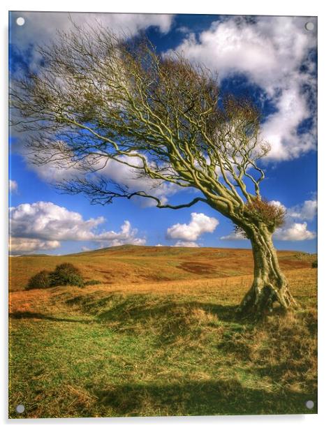 Hawthorn Tree on Dartmoor  Acrylic by Darren Galpin