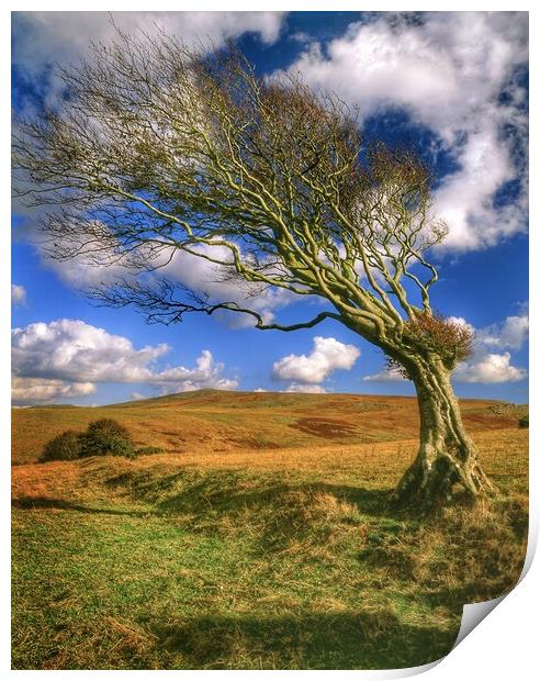 Hawthorn Tree on Dartmoor  Print by Darren Galpin