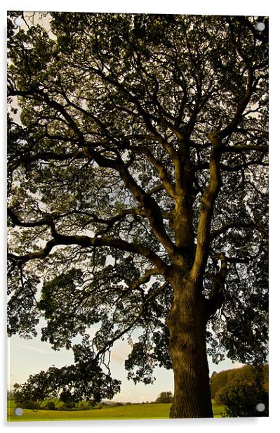 Spanish Oak Acrylic by Pete Hemington