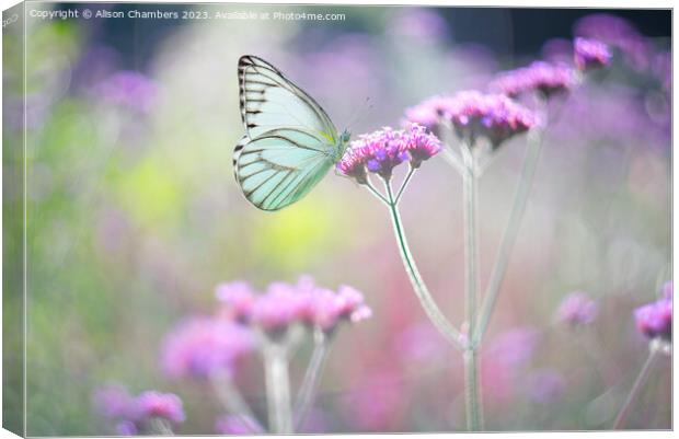 Butterfly on Verbena Canvas Print by Alison Chambers