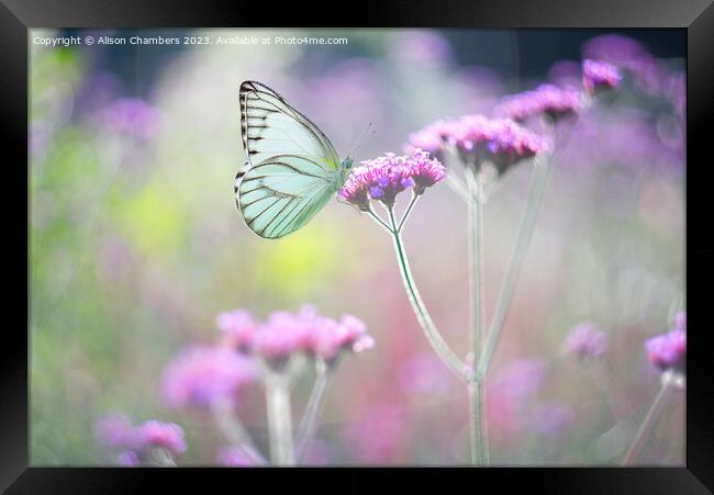 Butterfly on Verbena Framed Print by Alison Chambers
