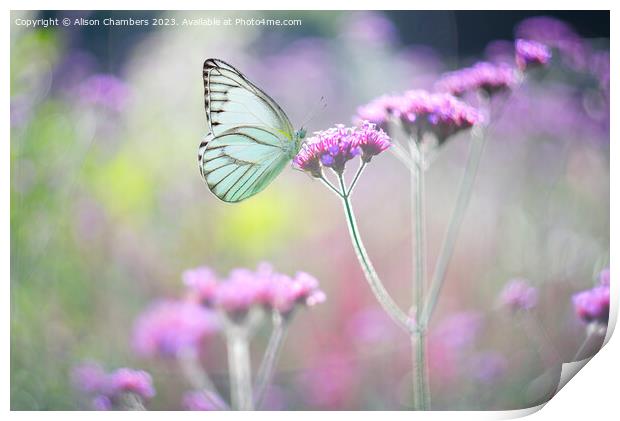 Butterfly on Verbena Print by Alison Chambers