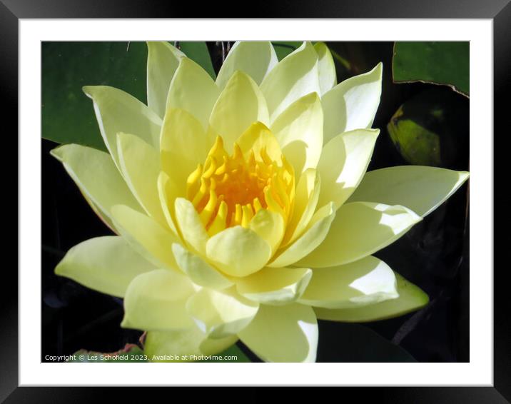 Ethereal Floating Lotus Perfection Framed Mounted Print by Les Schofield