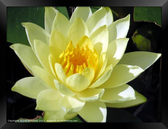 Ethereal Floating Lotus Perfection Framed Print by Les Schofield