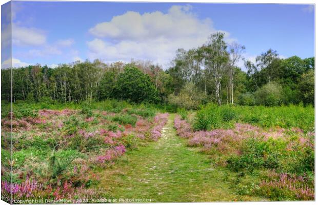 Tiptree Heath Heather Pathway Canvas Print by Diana Mower