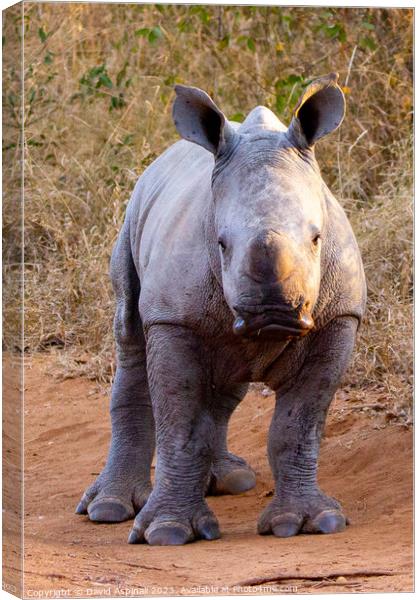 A baby rhinoceros standing in a dirt field Canvas Print by David Aspinall