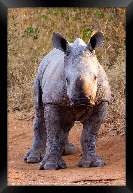 A baby rhinoceros standing in a dirt field Framed Print by David Aspinall
