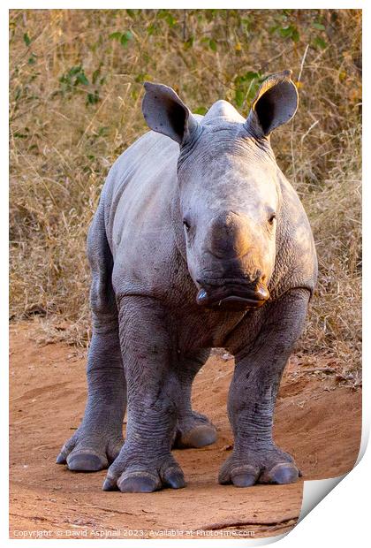 A baby rhinoceros standing in a dirt field Print by David Aspinall