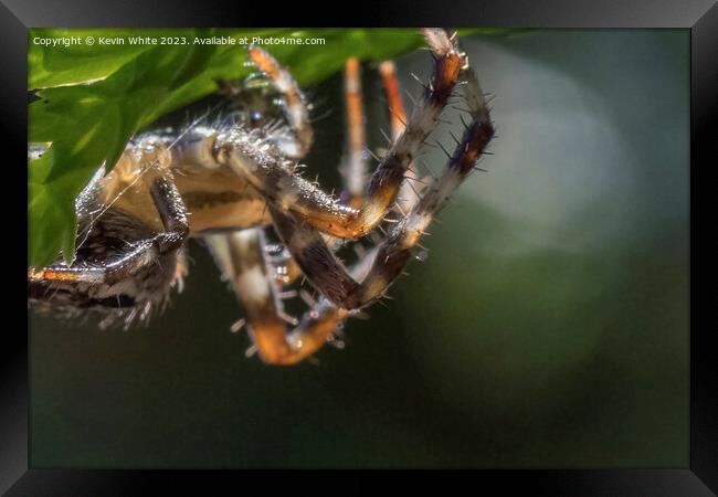 Hairy legs of the garden spider Framed Print by Kevin White