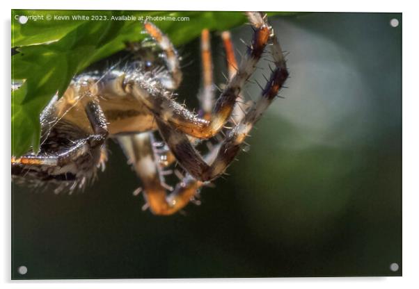 Hairy legs of the garden spider Acrylic by Kevin White