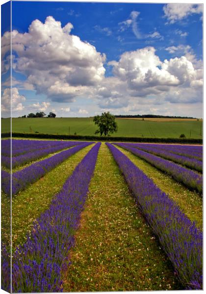 'Cotswolds Lavender Tapestry: A Summer's Melange' Canvas Print by Andy Evans Photos
