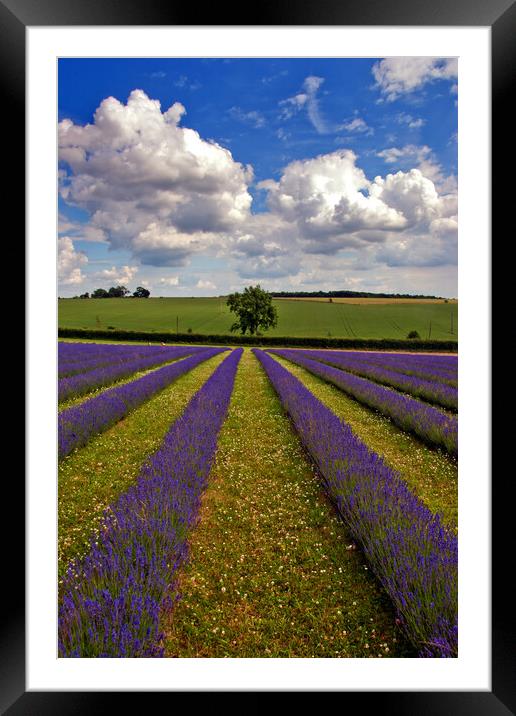 'Cotswolds Lavender Tapestry: A Summer's Melange' Framed Mounted Print by Andy Evans Photos