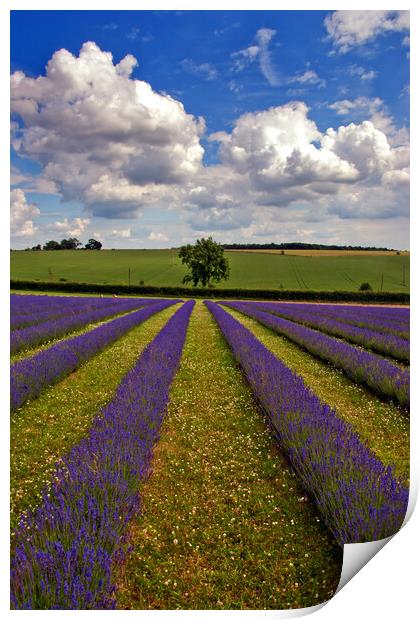 'Cotswolds Lavender Tapestry: A Summer's Melange' Print by Andy Evans Photos