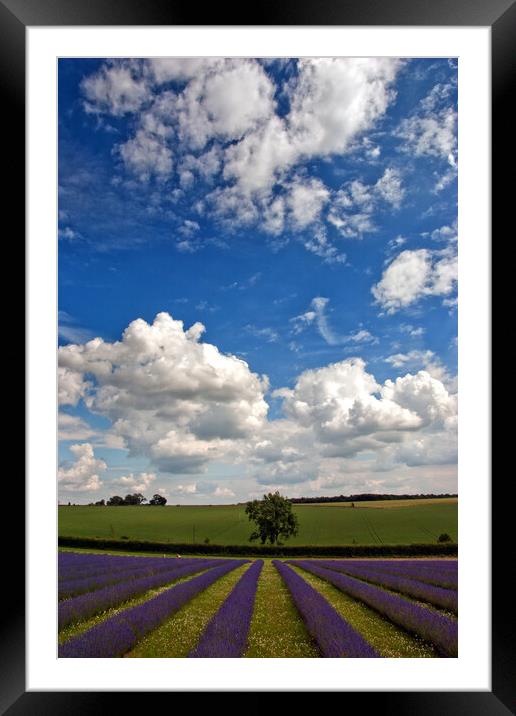 'Summer's Lavender Bloom in Cotswold' Framed Mounted Print by Andy Evans Photos