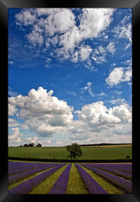 'Summer's Lavender Bloom in Cotswold' Framed Print by Andy Evans Photos