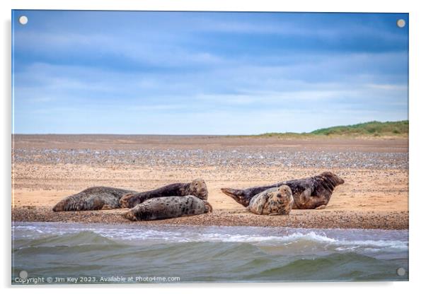  Blakeney seals Norfolk  Acrylic by Jim Key
