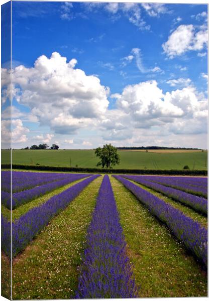 'Summertime Lavender Bliss, Cotswolds England' Canvas Print by Andy Evans Photos