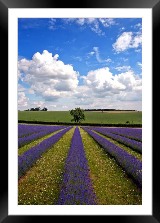 'Summertime Lavender Bliss, Cotswolds England' Framed Mounted Print by Andy Evans Photos