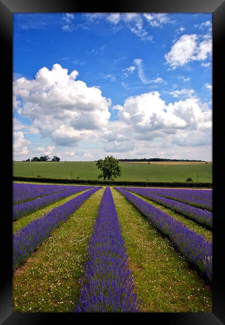'Summertime Lavender Bliss, Cotswolds England' Framed Print by Andy Evans Photos